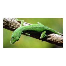 Green Anole Picture Card