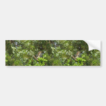 Green-backed heron on branch bumper sticker