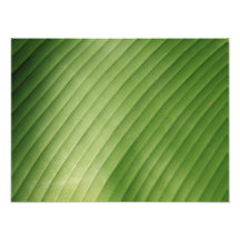 Green Banana Leaf Art Photo