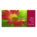 Green Bee on Painted Daisy