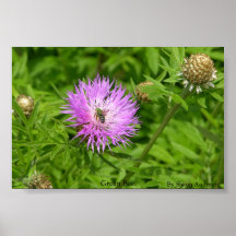 Green Bee Poster