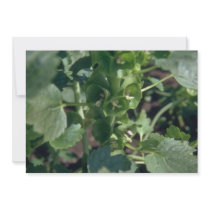 Green Bells Of Ireland (Moluccella Laevis) flowers Custom Announcement