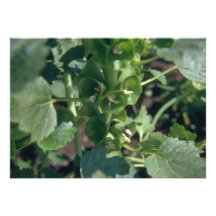 Green Bells Of Ireland (Moluccella Laevis) flowers Custom Announcement