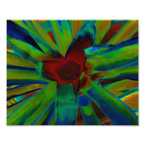 Green Blue Red Bromeliad Plant Image
