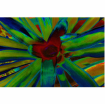 Green Blue Red Bromeliad Plant Image