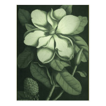 Green Botanical Postcard