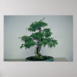 Green Bougainvillea glabro (paper flower, 60 years Poster