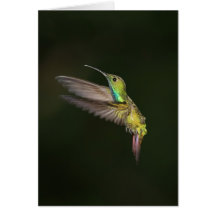 Green-breasted Mango male Greeting Cards