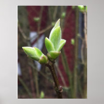 green bud poster