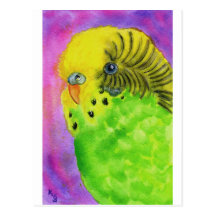 Green Budgie Postcard