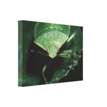 green bug gallery wrapped canvas