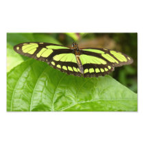 green butterfly photograph