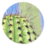 Green Cactus Thorns Round Sticker