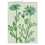 green camomile card