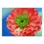 green center ranunculus greeting cards