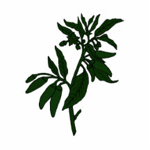 Green chili peppers on dark green plant acrylic cut outs