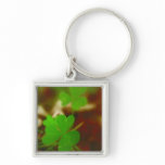 Green Clover Photograph