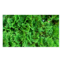 Green colourful evergreen shrub hedge art photo business card templates