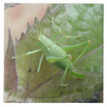 Green Cricket on a Leaf Tile