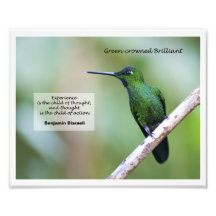 Green-crowned Brilliant Photo Print