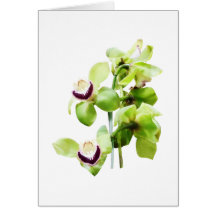Green Cymbidium Orchids Greeting Card