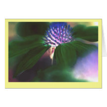 "Green Echinacea" Cards