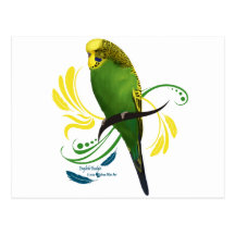 Green English Budgie Postcards