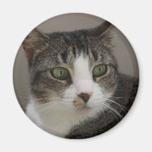 Green Eyed Cat Magnet