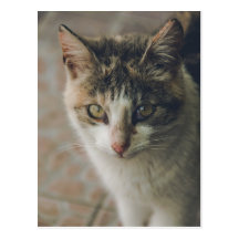 Green eyed cat postcard