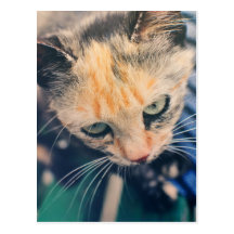 Green eyed cat postcards