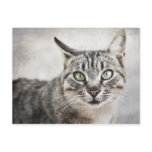 Green eyes - Postcard