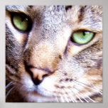 green eyes Poster