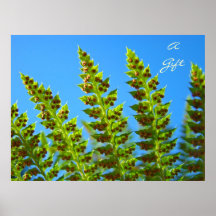 Green Fern Fronds art prints Blue Sky A Gift