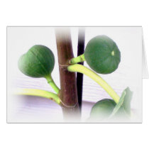 green figs cards