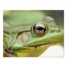 Green Frog Close Up Photo Art