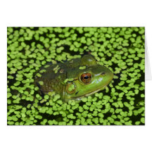 Green Frog Greeting Card