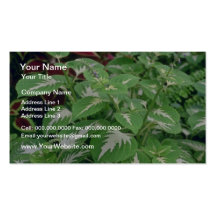 Green Garden Coleus (Coleus Hybridus) flowers Business Card Templates