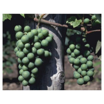 Green grape clusters flyer