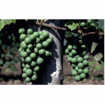 Green grape clusters acrylic cut out