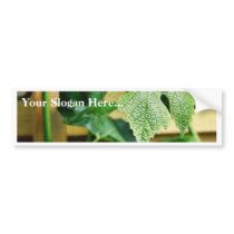 Green Grape Leaf Bumper Stickers