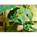 Green Grape Leaf Acrylic Cut Out