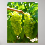 Green Grapes on the Vine Posters