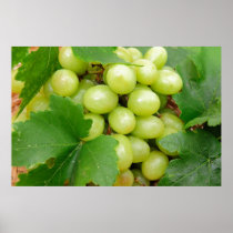 Green Grapes Poster