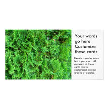 Green growing evergreen shrub colourful art photo photo card template