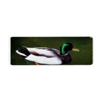 Green headed duck floating in water labels