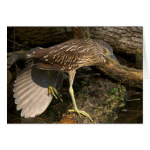 Green Heron Greeting Cards