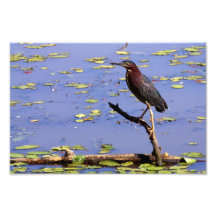 Green Heron Photograph