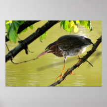 Green Heron Poster