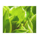 Green Hosta Leaves Stretched Canvas Prints