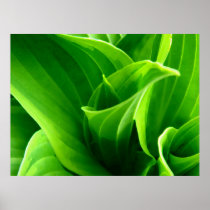 Green Hosta Poster